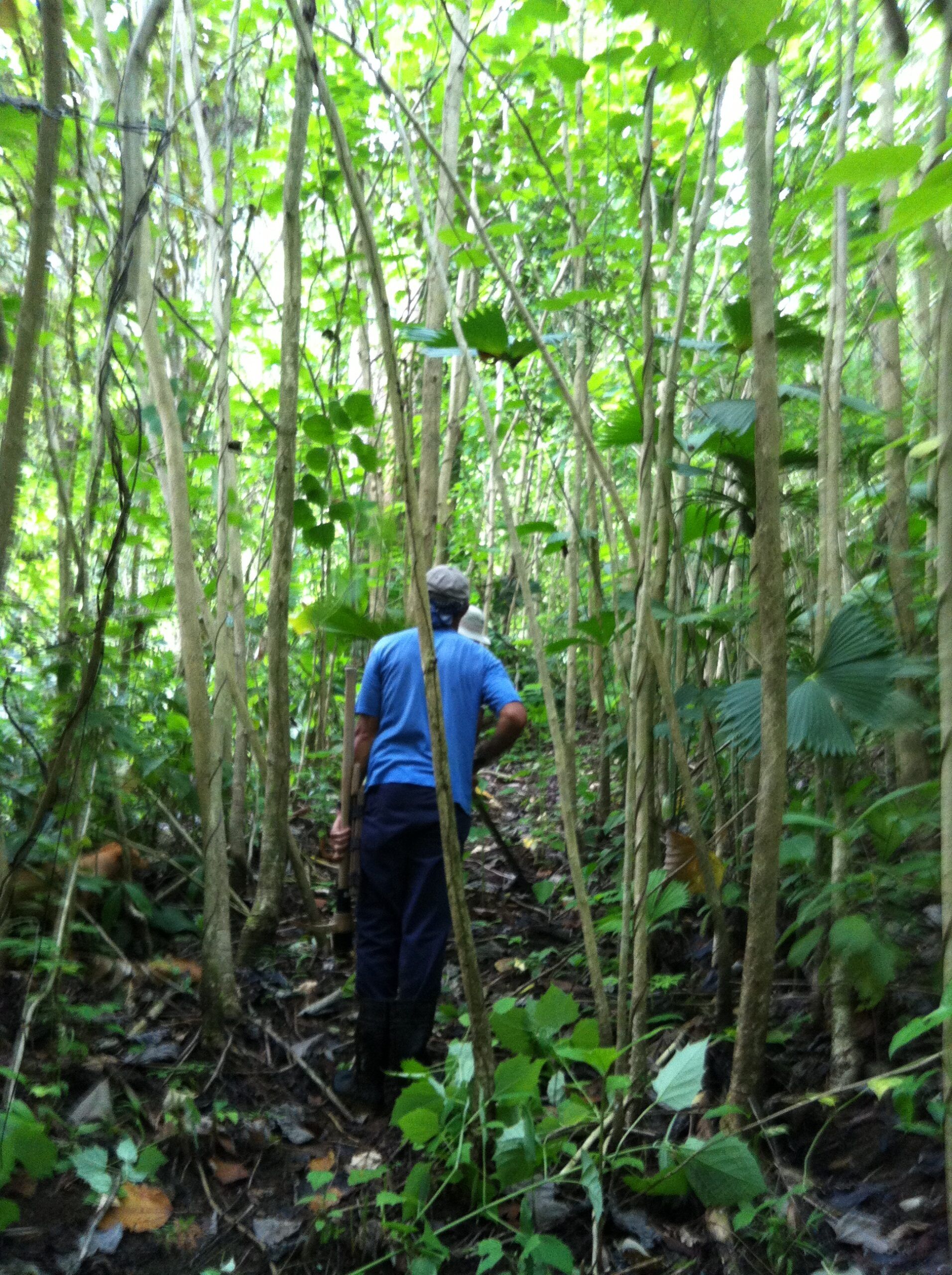Photos from hike on private jungle on property