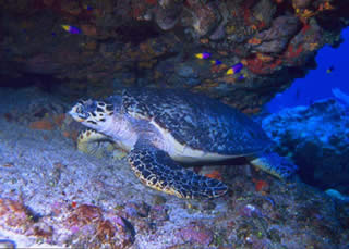 tortuguero national park turtle